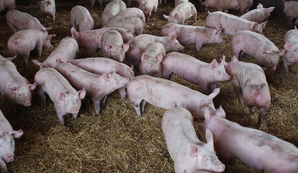 Finisher pigs on straw